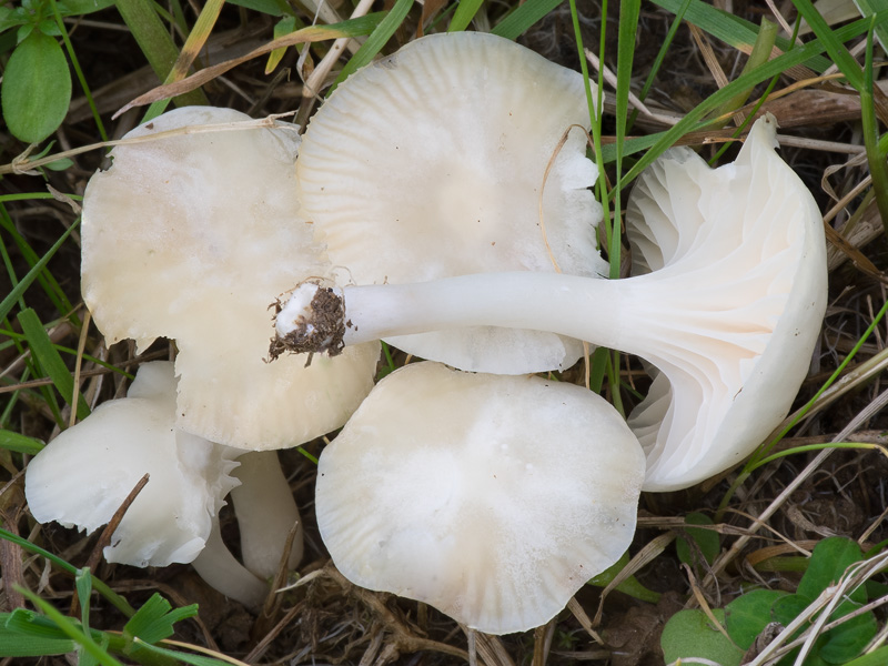 Hygrocybe russocoriacea